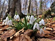48 Festa di fiori sui sentieri al Monte Zucco - Galanthus nivalis (Bucanevi) nella splendida secolare faggeta